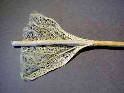 Hemp fibers