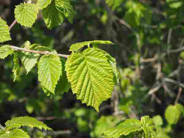 Hazel Nuts on tree