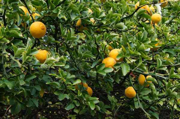 Trifoliate Orange