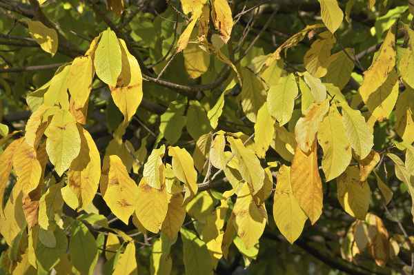 pawpaw fall leaves