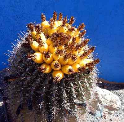 barrel cactus