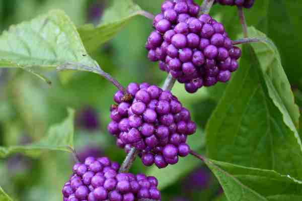 American Beautyberry