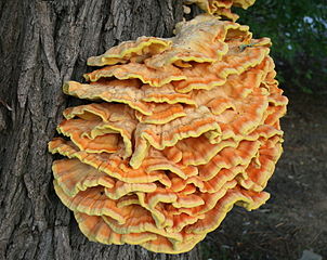 Chicken Mushroom