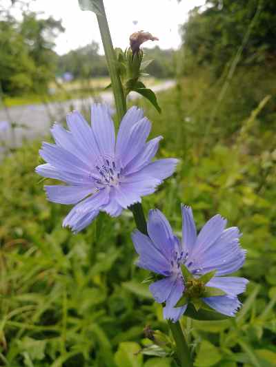 Cichorium intybus