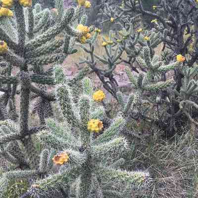 cholla cactus