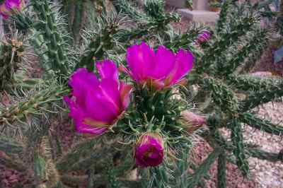 Cholla Cactus