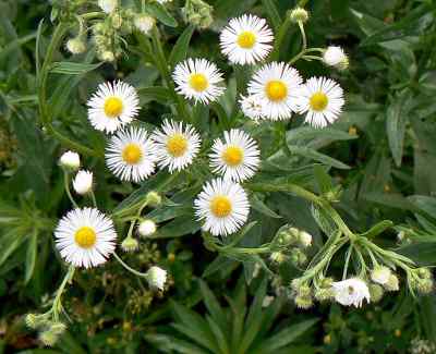 Gänseblümchen