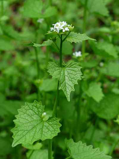 Garlic Mustard