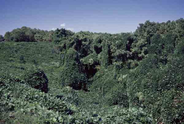 kudzu invasion