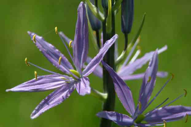 große Camas -Blume