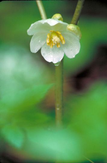 Mayapple Blume