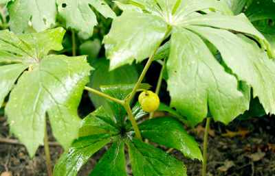 Mayapple Fruit