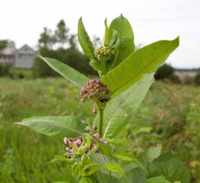 Gemeinsame Wolfsmilchweed