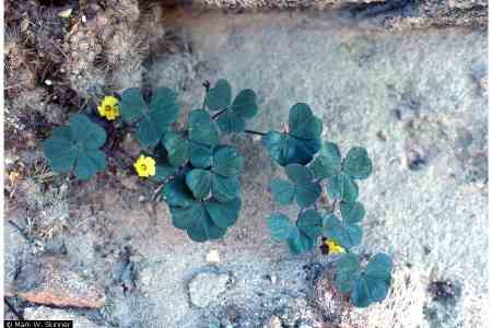 wood sorrel