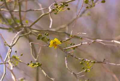 Palo-verde-baum