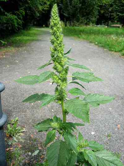 pigweed