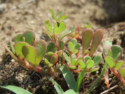 Purslane Wild Edible