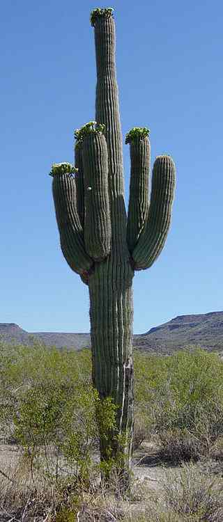 Saguaro kaktus