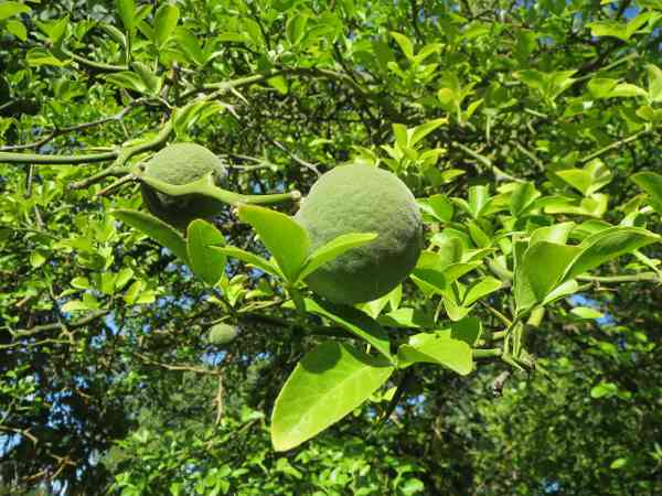 Trifoliate Orange