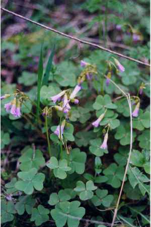 wood sorrel Jennifer Anderson, hosted by the USDA-NRCS PLANTS Database 