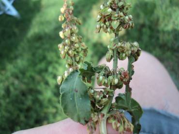 wild dock seed