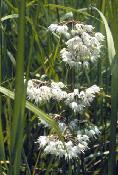 wilder Zwiebelsamenkopf