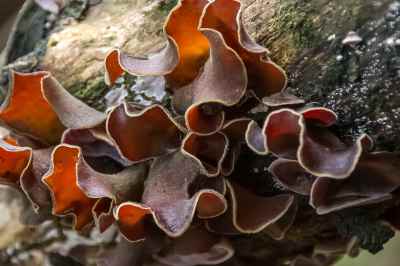 wood ear mushroom