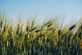 spelt field