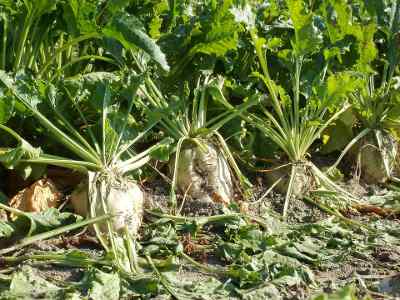 sugar beets