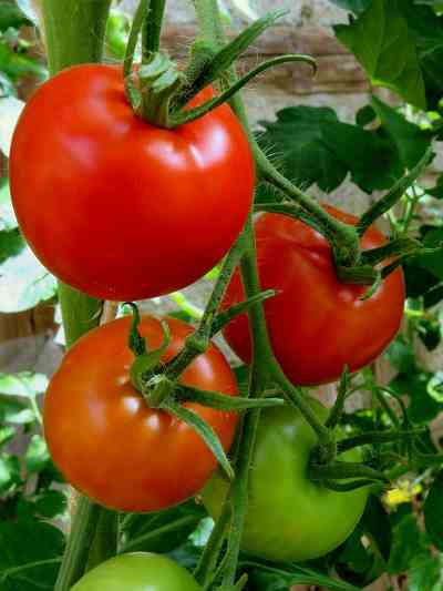 Tomaten