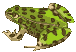 frog