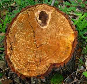 Resin Laden Stump