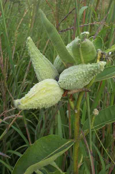 Milkweed floss