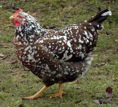 Swedish Flower Hen