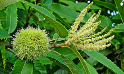 American Chestnut