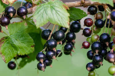 currants