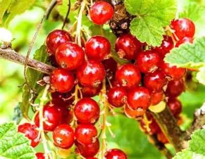 currants