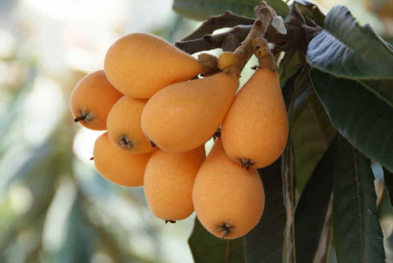 Loquat Fruit Tree