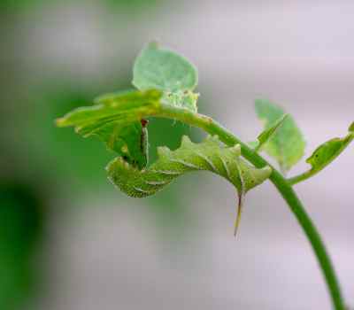 hornworm