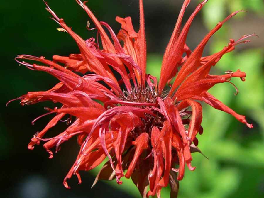 Medicinal Bee Balm