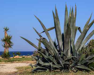 Aloe Vera