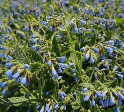 comfrey