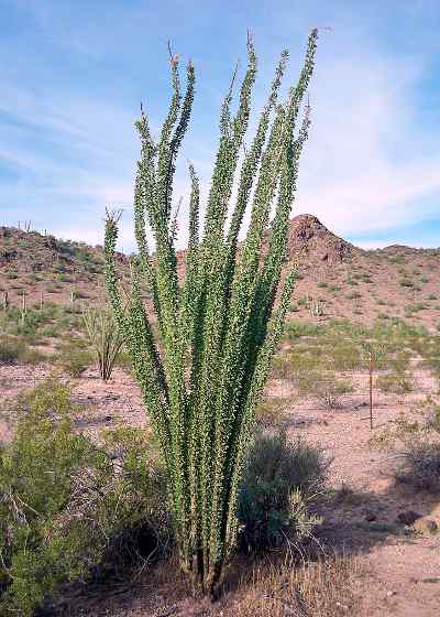 ocotillo