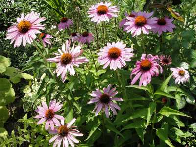 Purple Coneflower