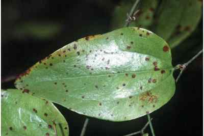 Smilax greenbrier Vine