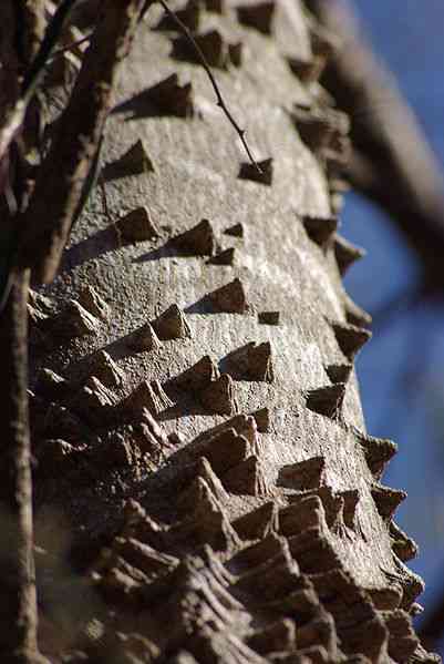 árbol del dolor de muelas