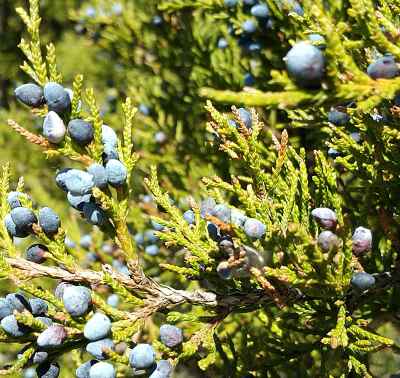 Eastern Redcedar