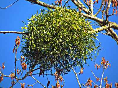 mistletoe