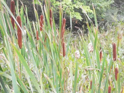 cattails