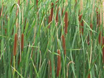 cattails